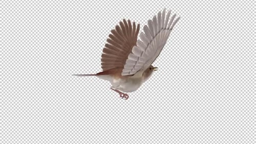Nightingale Forest Bird - Boucle volante - Vue en angle arrière CU