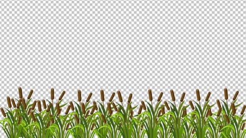 Marsh Reed Grass Animation
