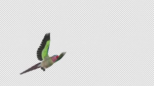 Parrot Bird - Australian Princess - Flying Transition - III - Alpha Channel