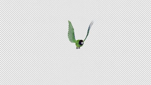 Black-Hooded Green Parakeet - American Parrot Bird - Flying Over Screen - II - Alpha Channel