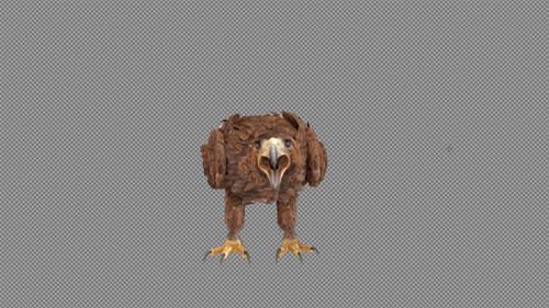 Adler landen auf dem Boden und brüllen