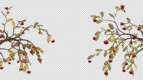 Autumn Rowan Tree Branches - Gate Screen Decoration - Transparent Loop
