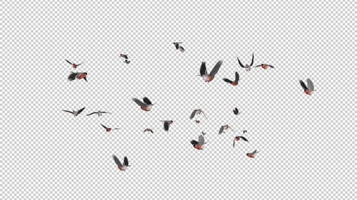 Bouvreuils rouges - Grand troupeau volant - Boucle transparente