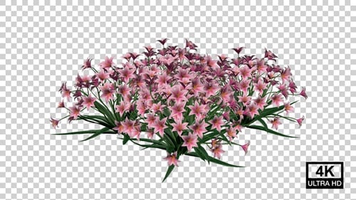 Realistic Pink Flowers Blooming Plant Growth Transparent Background