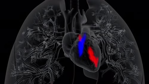 3D Animated Human Heart and Lungs with Blood Flow Medical Loop
