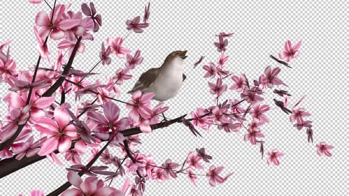 Singing Nightingale Bird on Blooming Cherry Tree - Transparent Loop - III - Side Angle View MS