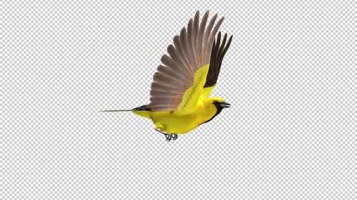 Yellow Oriole - Tropical Bird - Flying Loop - Side View CU - Apha Channel