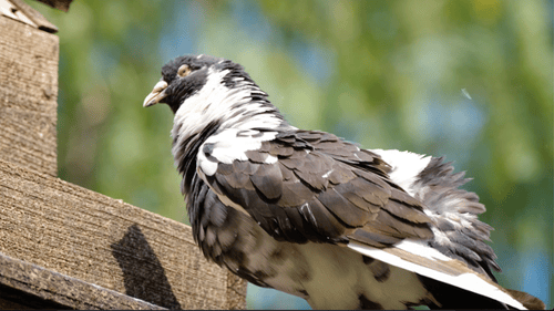 beautiful pigeon flaps its wings