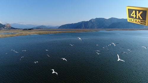 Flying Birds Antalya Turkey 8