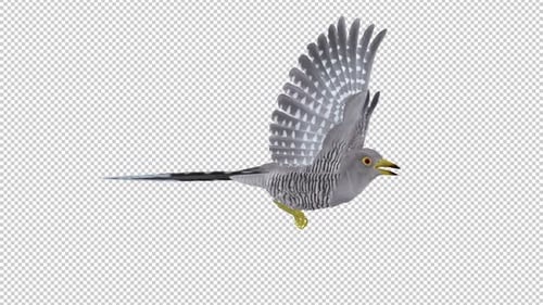 Common Cuckoo Bird - Flying Loop - Side View Closeup - Alpha Channel