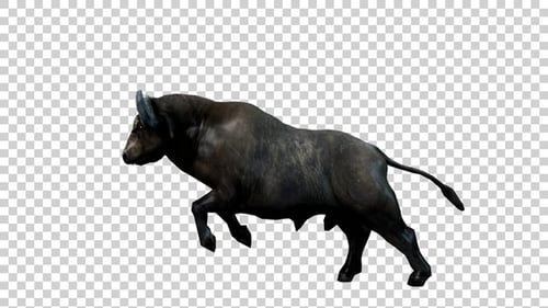 Buffalo Jumping Side View