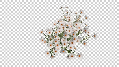 Kamillenblüten