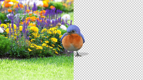 Eastern Bluebird Idle