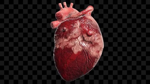 Realistic 3D Human Heart Beat Animation with Alpha Channel