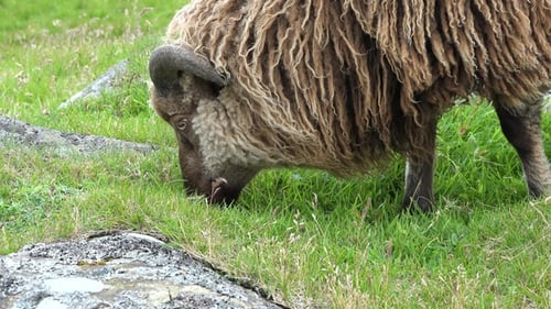 Sheep. Iceland. Sheep eating grass on a green meadow. Farm sheep outdoors close up.