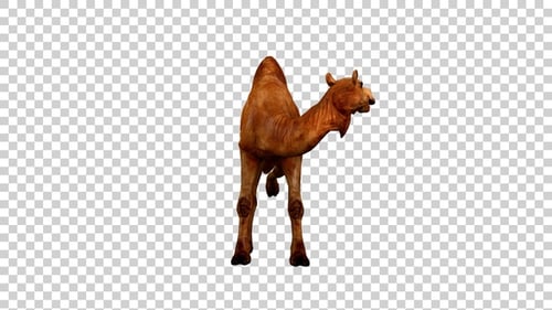 Camel Attack Leg Front View