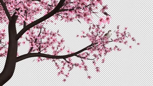 Singing Nightingale Bird on Blooming Cherry Tree - Transparent Loop - I - Side Angle View LS
