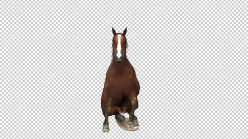 Horse Wake Up Front View