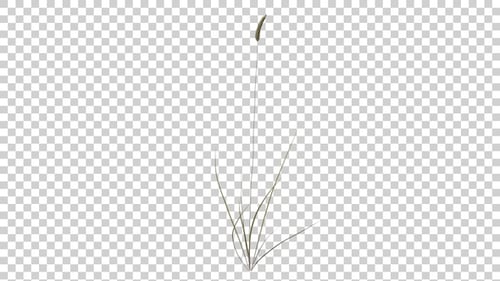 Animated Tall Grass Swaying Gently on Transparent Background