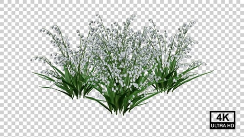 Animated Lily of the Valley Plant Growth on Transparent Background