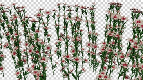 Atkinsiana Flower Plants Field