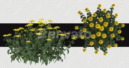 Pack Of 2 Echinacea Flowers Moving In The Wind On Alpha Loop