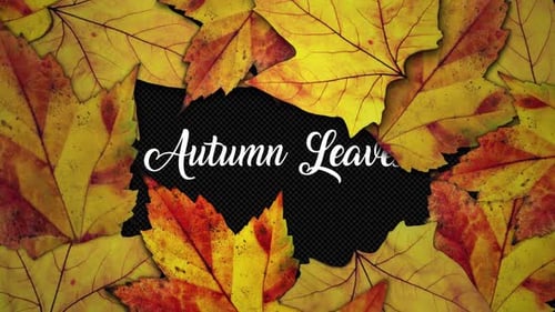Autumn Leaves Transition