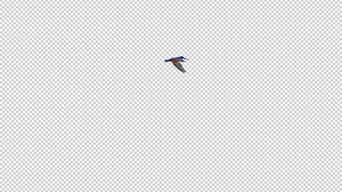 Kingfisher Bird - Flying Around - Transparent Loop