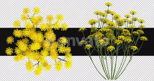 Pack Of 2 Archillea Moving In The Wind On Alpha Loop