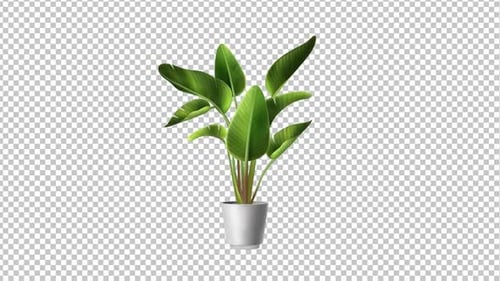 Pot Plant Animation