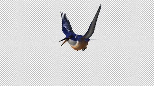Kingfisher - Flying Bird - Side Angle View - Transparent Loop