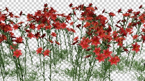 Lilium Flowers Field