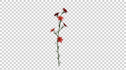 Animated Red Flower Stem Growing and Blooming