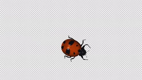 Red Ladybird Beetle Bug - Crawling Over Screen by Curved Waving Path - Top View CU - Alpha Channel