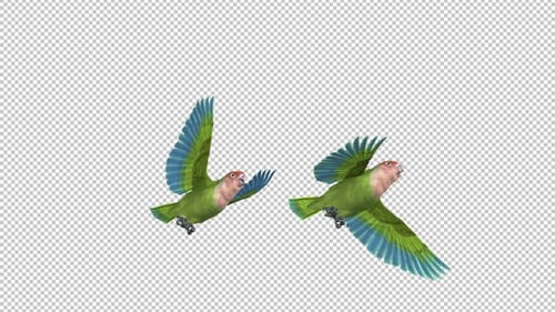 Flying Lovebirds Couple - Rosy Faced Green Birds - Transparent Transition II - Alpha Channel