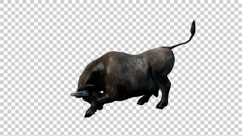 Buffalo Attack Jumping With Head Side View