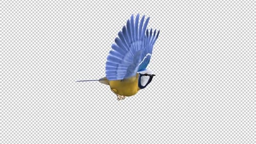 Blue Titmouse - Flying Bird - Side View - Transparent Loop