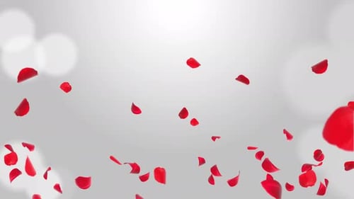 Flower Petals Falling, Pink Color, Rose Petals, Green Screen