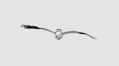 North American Seagull Bird - Flying Loop - Front View CU - Alpha Channel