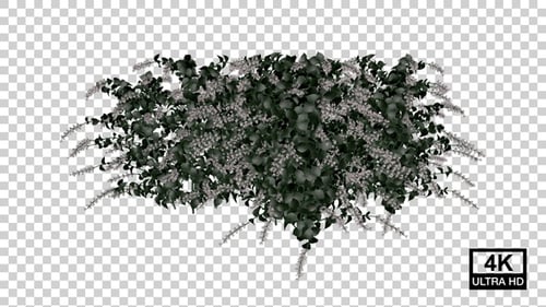 Stylized Blooming Plant Growth Animation