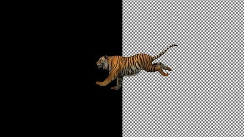 Tiger runs from right to left. Alpha Channel