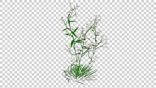 Prairie Blues Grass