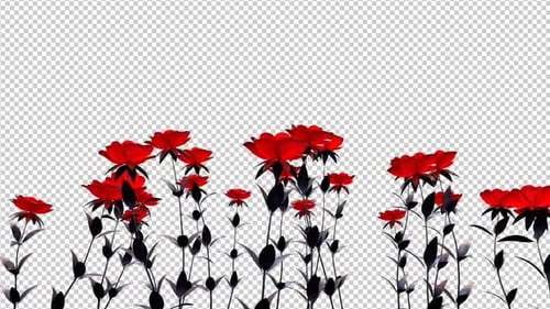 Red Roses Growing Overlay