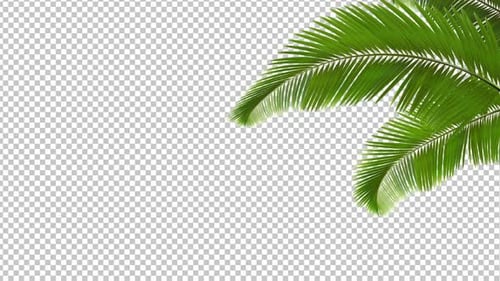 Swaying Palm Tree Leaves with Alpha Channel