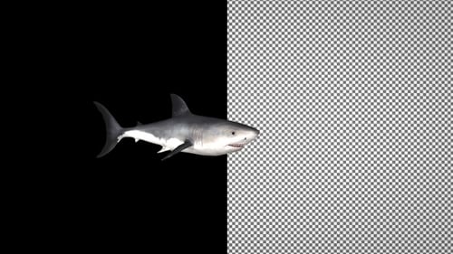 Shark swims in a circle, Alpha Channel