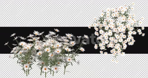 Pack Of 2 Chamomile Moving In The Wind On Alpha Loop