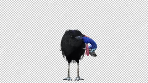 Cassowary Grooming Front View Loop