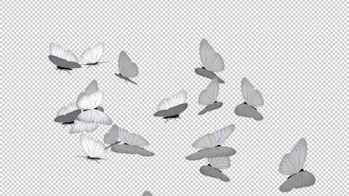 Elegant White Butterflies Flying Transition Overlay