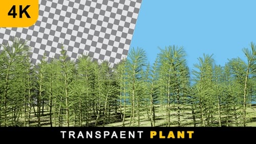 Realistic Render Plant Till Shot On Transparent Background