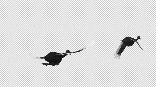 2 Black Swans - Two Wild Waterfowl Birds - Flying Over Screen Transition - II - Alpha Channel - 4K